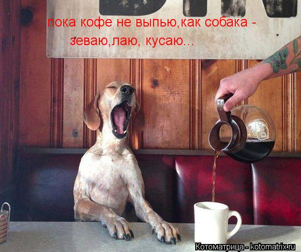 пока кофе не выпью,как собака - зеваю,лаю, кусаю...... Котоматрица: пока кофе не выпью,как собака - зеваю,лаю, кусаю...
