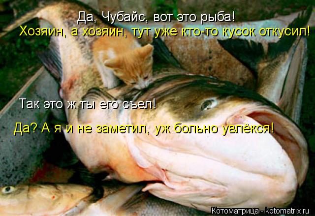 Да, Чубайс, вот это рыба! Хозяин, а хозяин, тут уже кто-то кусок откусил! Так это ж ты его съел! Да? ... Котоматрица: Да, Чубайс, вот это рыба! Хозяин, а хозяин, тут уже кто-то кусок откусил! Так это ж ты его съел! Да? А я и не заметил, уж больно увлёкся!