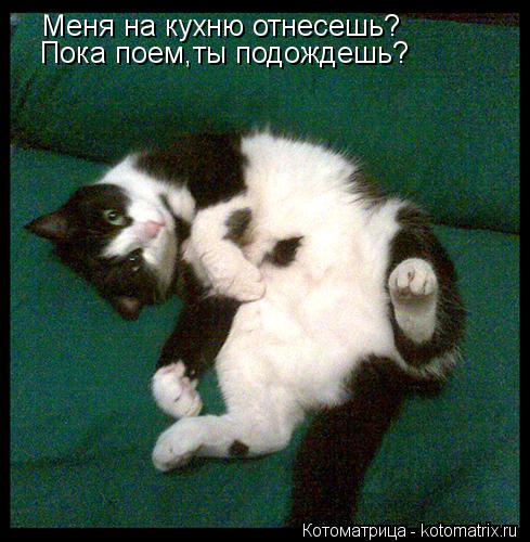 Меня на кухню отнесешь? Пока поем,ты подождешь?... Котоматрица: Меня на кухню отнесешь? Пока поем,ты подождешь?