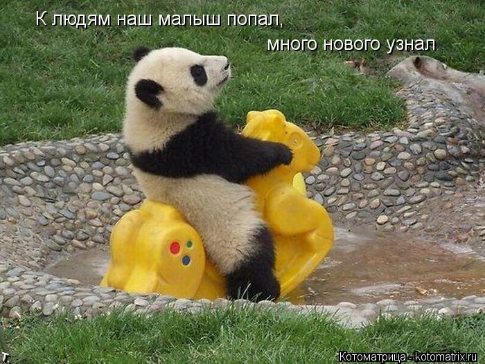 К людям наш малыш попал, много нового узнал... Котоматрица: К людям наш малыш попал, много нового узнал