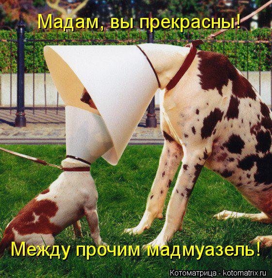 Мадам, вы прекрасны! Между прочим мадмуазель!... Котоматрица: Мадам, вы прекрасны! Между прочим мадмуазель!