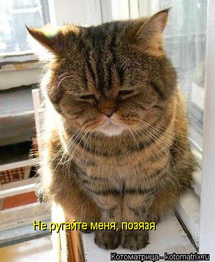 Котоматрица: Не ругайте меня, позязя
