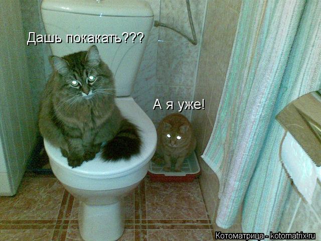 Дашь покакать??? А я уже!... Котоматрица: Дашь покакать??? А я уже!