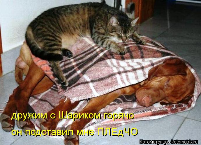 дружим с Шариком горячо он подставил мне ПЛЕдЧО... Котоматрица: дружим с Шариком горячо он подставил мне ПЛЕдЧО