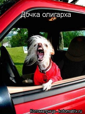 Дочка олигарха... Котоматрица: Дочка олигарха