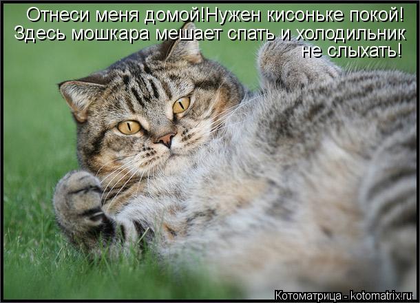 Котоматрица: Отнеси меня домой!Нужен кисоньке покой! Здесь мошкара мешает спать и холодильник не слыхать!