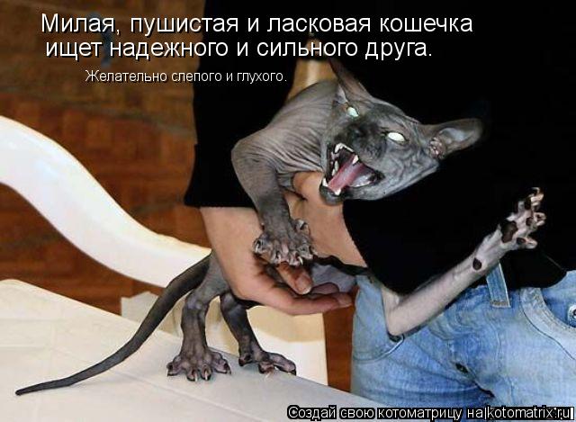 Милая, пушистая и ласковая кошечка ищет надежного и сильного друга. Желательно слепого и глухого.... Котоматрица: Милая, пушистая и ласковая кошечка ищет надежного и сильного друга. Желательно слепого и глухого.