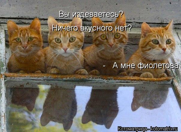 Вы издеваетесь? Ничего вкусного нет? - А мне фиолетова... Котоматрица: Вы издеваетесь? Ничего вкусного нет? - А мне фиолетова