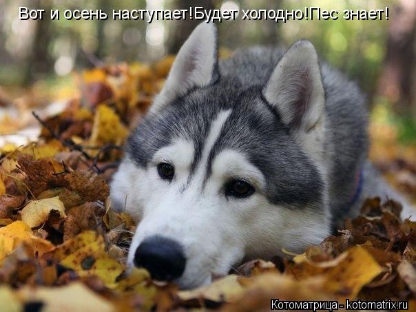 Вот и осень наступает!Будет холодно!Пес знает!... Котоматрица: Вот и осень наступает!Будет холодно!Пес знает!