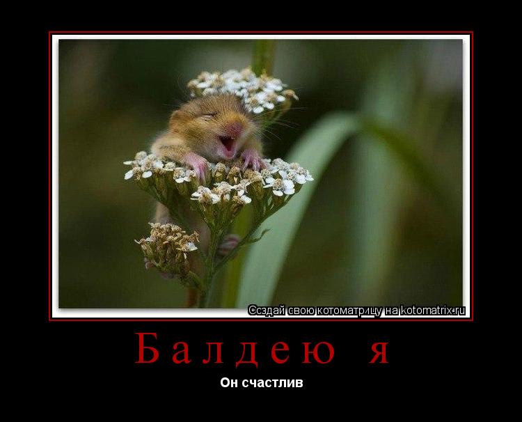 Балдею я Он счастлив... Котоматрица: Балдею я Он счастлив
