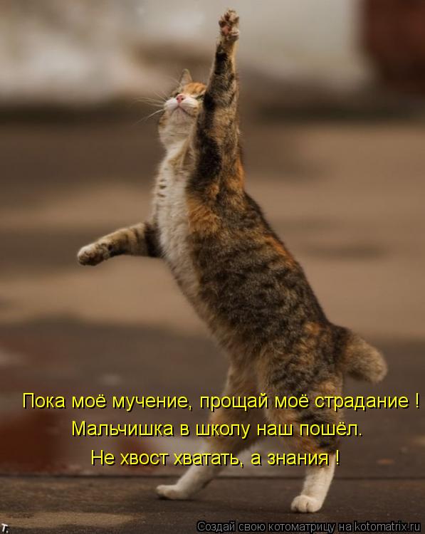 Пока моё мучение, прощай моё страдание ! Мальчишка в школу наш пошёл. Не хвост хватать, а знания !... Котоматрица: Пока моё мучение, прощай моё страдание ! Мальчишка в школу наш пошёл. Не хвост хватать, а знания !