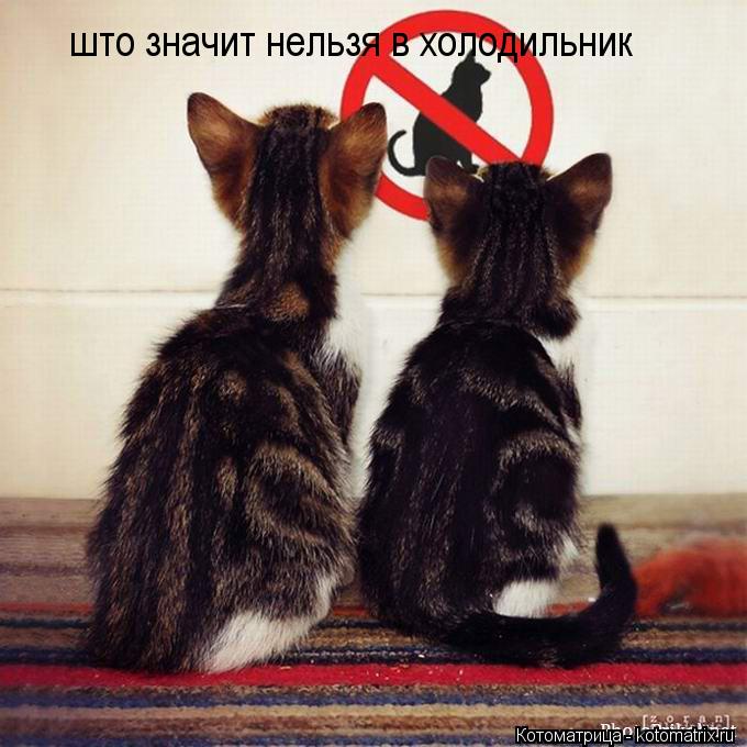 што значит нельзя в холодильник... Котоматрица: што значит нельзя в холодильник