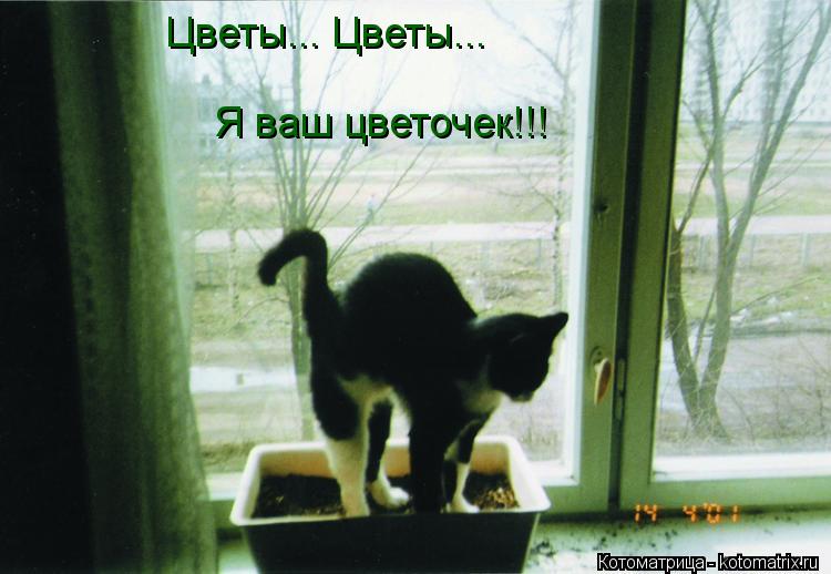Цветы... Цветы... Я ваш цветочек!!!... Котоматрица: Цветы... Цветы... Я ваш цветочек!!!