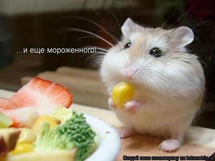 ...и еще мороженного!... Котоматрица: ...и еще мороженного!