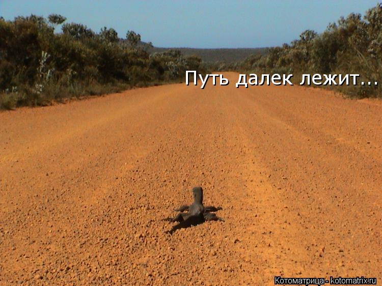 Путь далек лежит...... Котоматрица: Путь далек лежит...