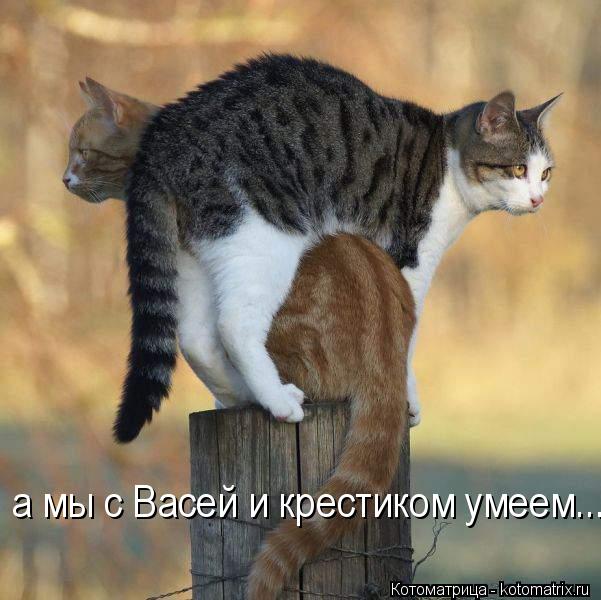 а мы с Васей и крестиком умеем...... Котоматрица: а мы с Васей и крестиком умеем...