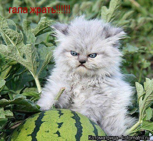 гала жрать!!!!!!... Котоматрица: гала жрать!!!!!!