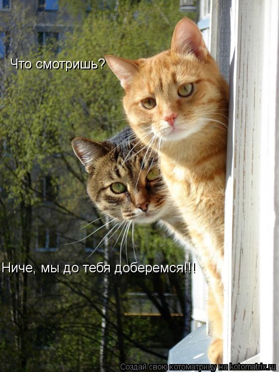 Ниче, мы до тебя доберемся!!! Что смотришь?... Котоматрица: Ниче, мы до тебя доберемся!!! Что смотришь?