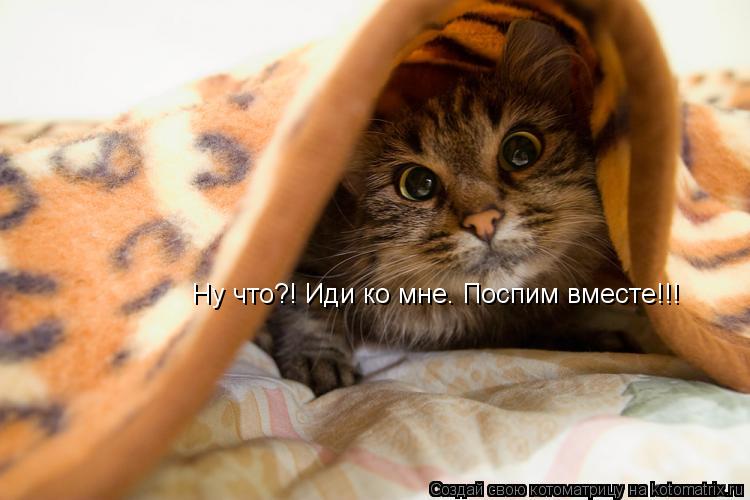 Ну что?! Иди ко мне. Поспим вместе!!!... Котоматрица: Ну что?! Иди ко мне. Поспим вместе!!!