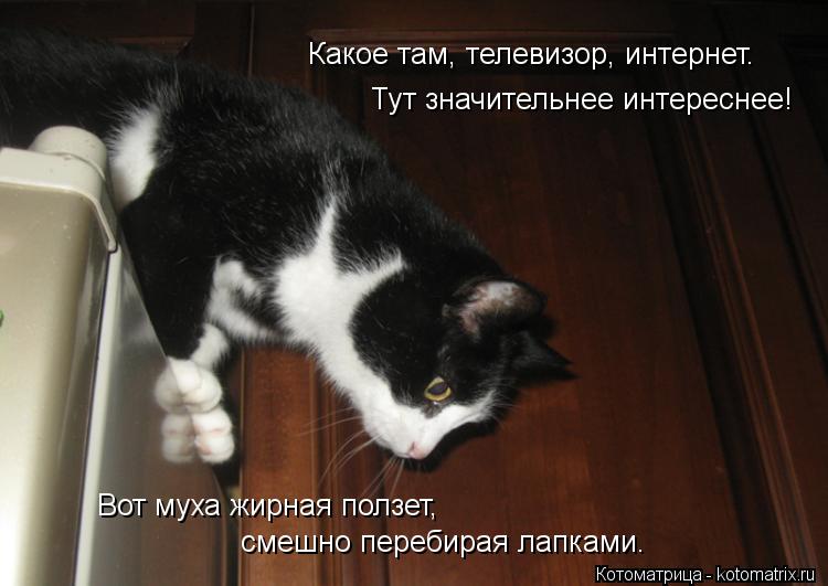 Какое там, телевизор, интернет. Тут значительнее интереснее! Вот муха жирная ползет, смешно перебирая... Котоматрица: Какое там, телевизор, интернет. Тут значительнее интереснее! Вот муха жирная ползет, смешно перебирая лапками.