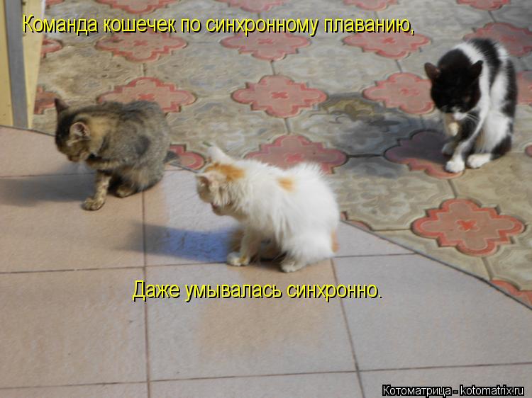 Команда кошечек по синхронному плаванию, Даже умывалась синхронно.... Котоматрица: Команда кошечек по синхронному плаванию, Даже умывалась синхронно.