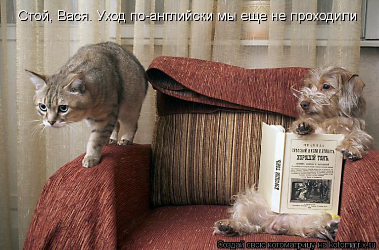 Стой, Вася. Уход по-английски мы еще не проходили... Котоматрица: Стой, Вася. Уход по-английски мы еще не проходили