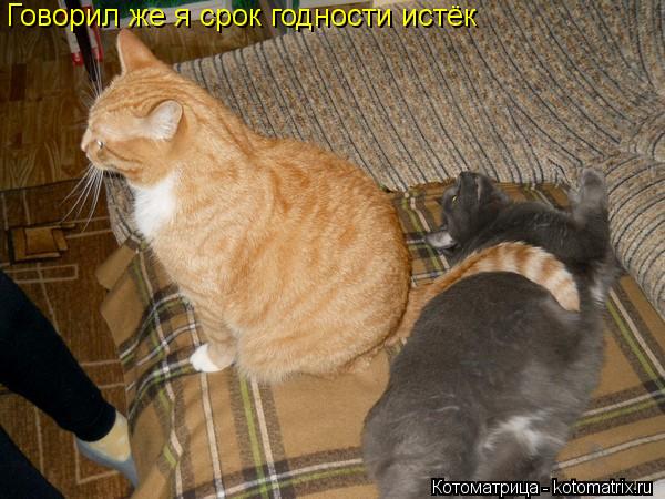 Говорил же я срок годности истёк... Котоматрица: Говорил же я срок годности истёк