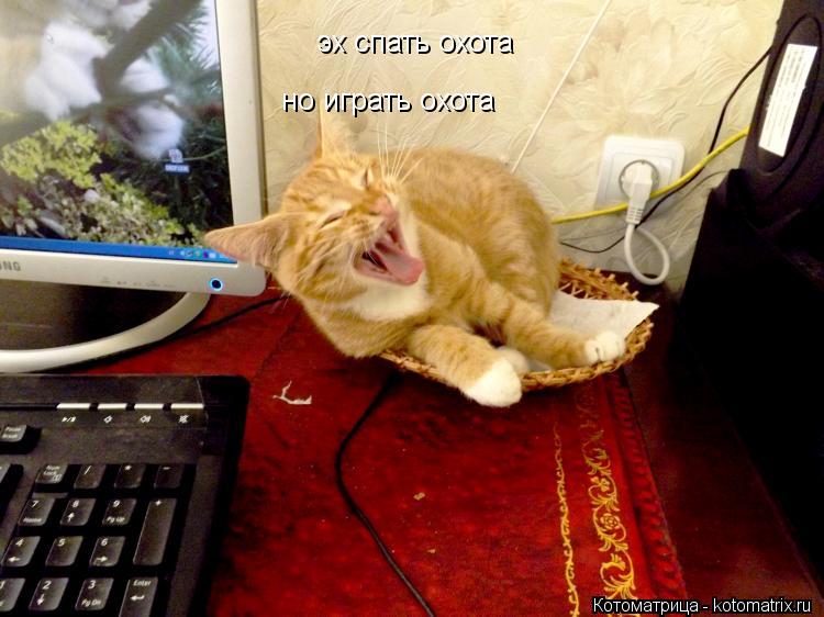 эх спать охота но играть охота... Котоматрица: эх спать охота но играть охота