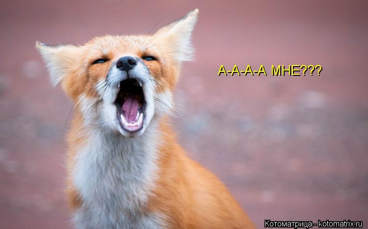 А-А-А-А МНЕ???... Котоматрица: А-А-А-А МНЕ???