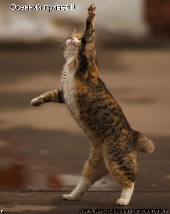 Осенний привет!!!... Котоматрица: Осенний привет!!!