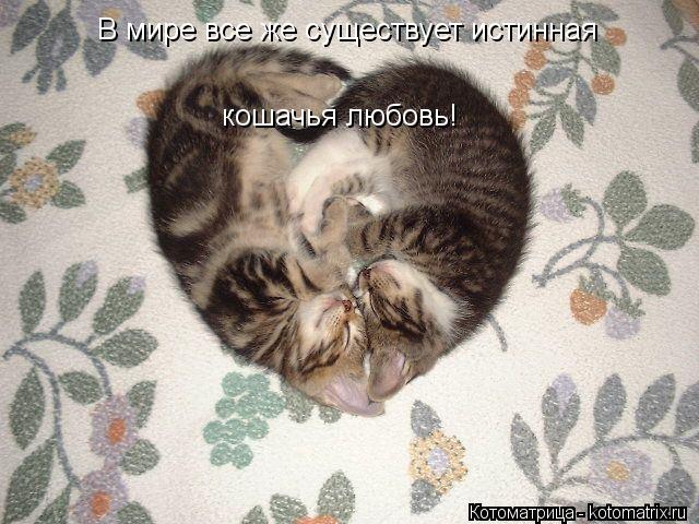 В мире все же существует истинная кошачья любовь!... Котоматрица: В мире все же существует истинная кошачья любовь!