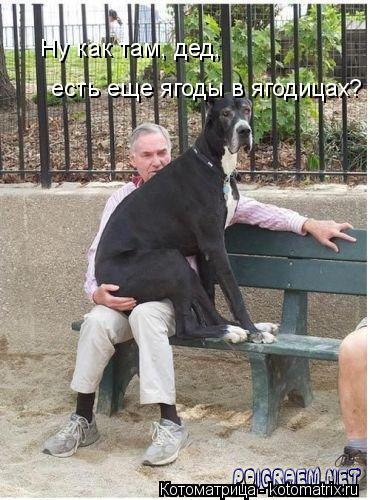 Ну как там, дед, есть еще ягоды в ягодицах?... Котоматрица: Ну как там, дед, есть еще ягоды в ягодицах?