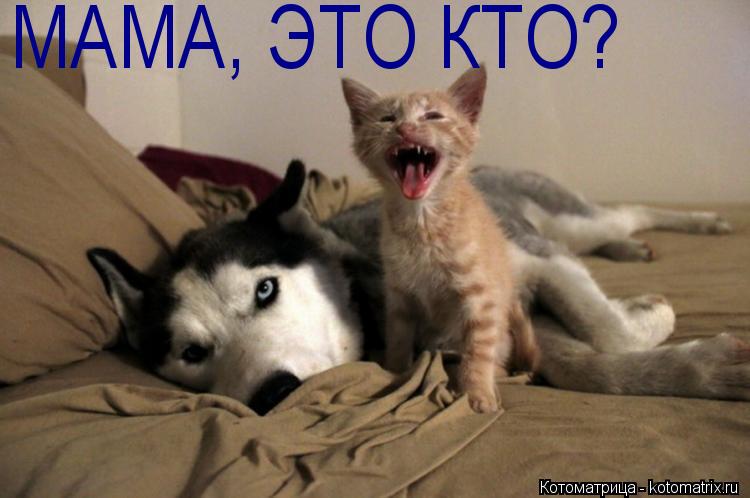 МАМА, ЭТО КТО?... Котоматрица: МАМА, ЭТО КТО?