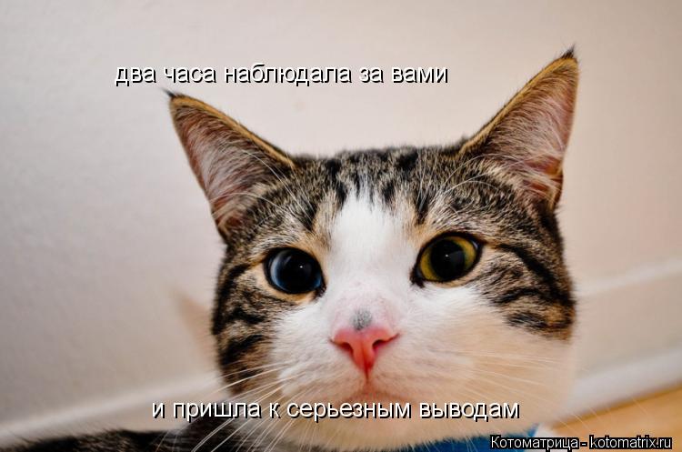 два часа наблюдала за вами и пришла к серьезным выводам... Котоматрица: два часа наблюдала за вами и пришла к серьезным выводам