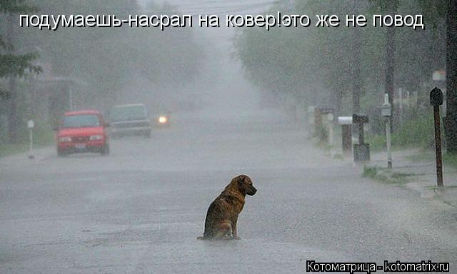 подумаешь-насрал на ковер!это же не повод... Котоматрица: подумаешь-насрал на ковер!это же не повод