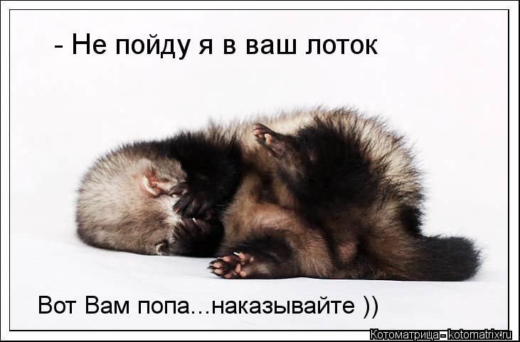 - Не пойду я в ваш лоток Вот Вам попа...наказывайте ))... Котоматрица: - Не пойду я в ваш лоток Вот Вам попа...наказывайте ))