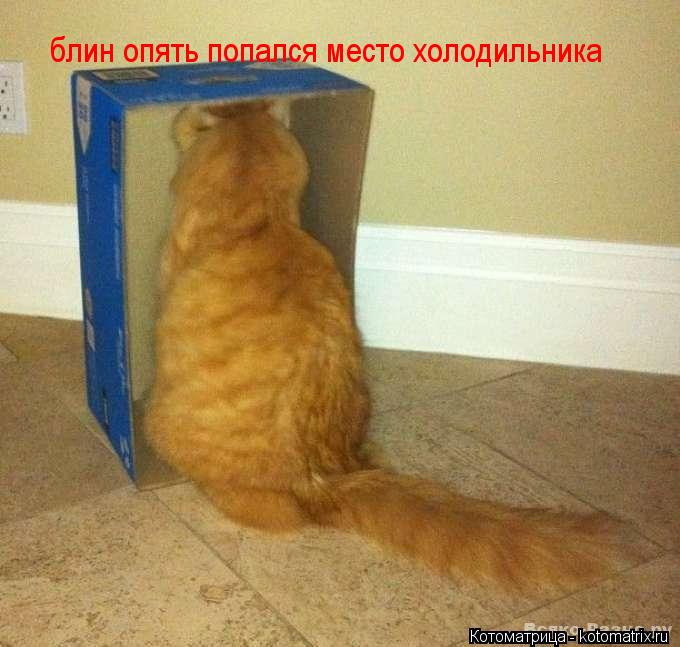 блин опять попался место холодильника... Котоматрица: блин опять попался место холодильника