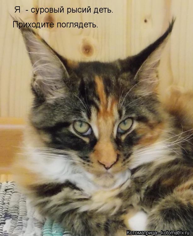 Я - суровый рысий деть. Приходите поглядеть.... Котоматрица: Я - суровый рысий деть. Приходите поглядеть.