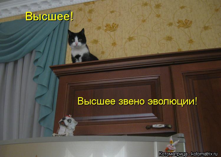 Высшее! Высшее звено эволюции!... Котоматрица: Высшее! Высшее звено эволюции!