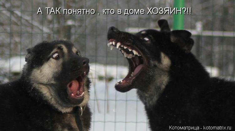 А ТАК понятно , кто в доме ХОЗЯИН?!!... Котоматрица: А ТАК понятно , кто в доме ХОЗЯИН?!!