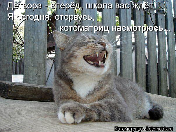 Детвора - вперёд, школа вас ждёт. Я сегодня, оторвусь, котоматриц насмотрюсь...... Котоматрица: Детвора - вперёд, школа вас ждёт. Я сегодня, оторвусь, котоматриц насмотрюсь...