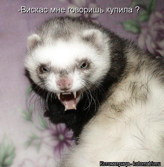 -Вискас мне говоришь купила ?... Котоматрица: -Вискас мне говоришь купила ?