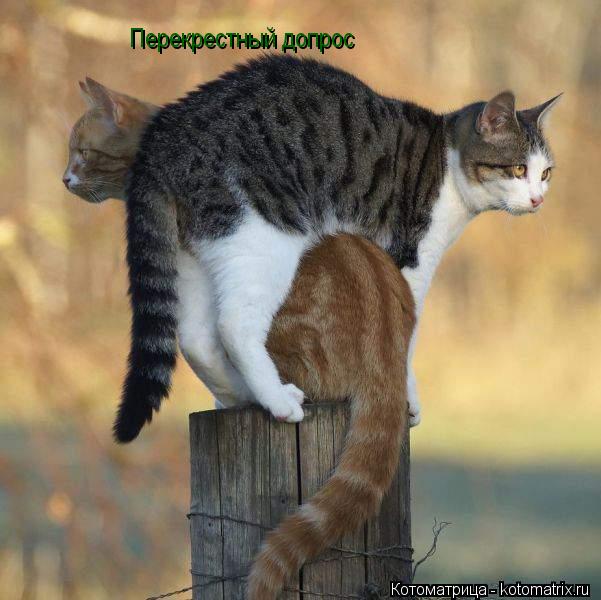 Перекрестный допрос... Котоматрица: Перекрестный допрос