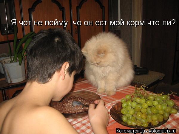 Я чот не пойму чо он ест мой корм что ли?... Котоматрица: Я чот не пойму чо он ест мой корм что ли?