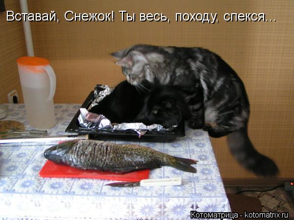 Вставай, Снежок! Ты весь, походу, спекся...... Котоматрица: Вставай, Снежок! Ты весь, походу, спекся...