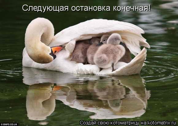 Следующая остановка конечная!... Котоматрица: Следующая остановка конечная!
