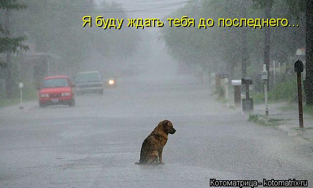 Я буду ждать тебя до последнего...... Котоматрица: Я буду ждать тебя до последнего...