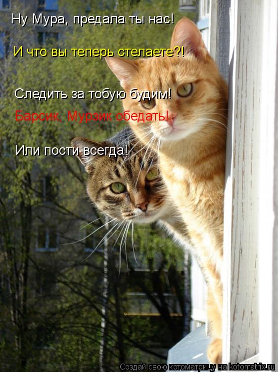 Ну Мура, предала ты нас! И что вы теперь стелаете?! Следить за тобую будим! Барсик, Мурзик обедать! И... Котоматрица: Ну Мура, предала ты нас! И что вы теперь стелаете?! Следить за тобую будим! Барсик, Мурзик обедать! Или пости всегда!