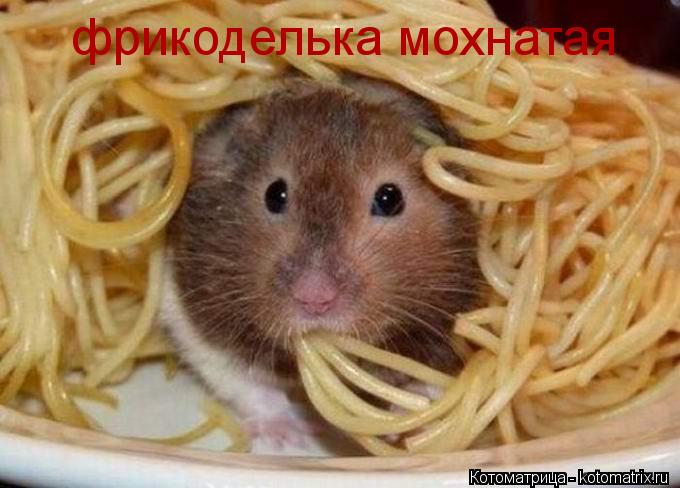 фрикоделька мохнатая... Котоматрица: фрикоделька мохнатая