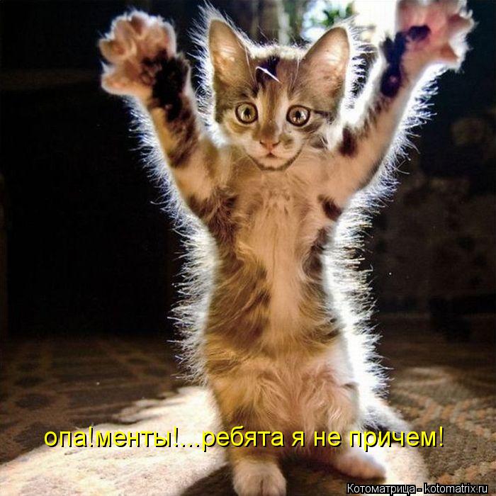 опа!менты!...ребята я не причем!... Котоматрица: опа!менты!...ребята я не причем!